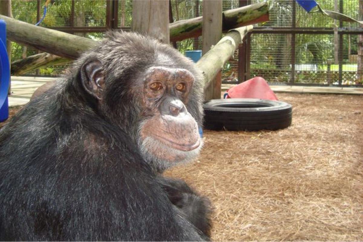 Bubbles: onde está e como vive o chimpanzé amigo de Michael Jackson