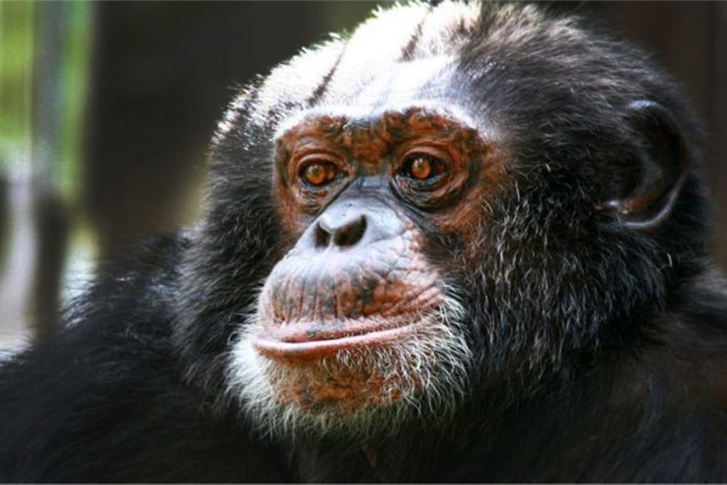 Bubbles, o macaco amigo de Michael Jackson