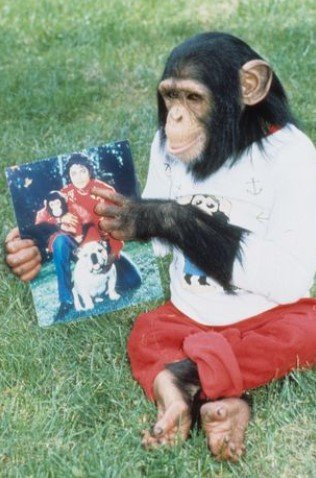 Bubbles: onde está e como vive o chimpanzé amigo de Michael Jackson