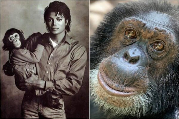 Michael Jackson e macaco Bubbles