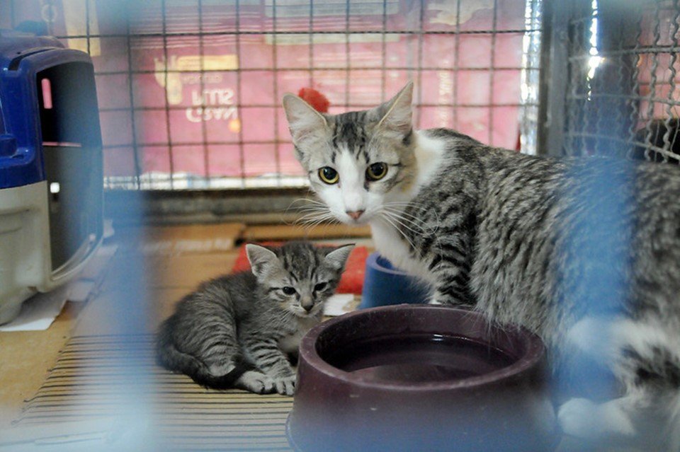 A white cat with a gray, a bowl with water and a small striped kitten on the side.  They are inside the cage