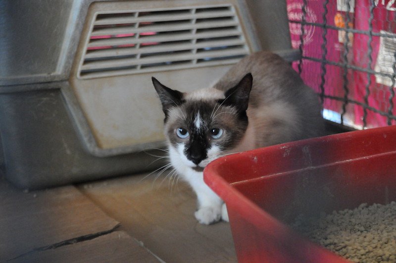 Brown cat with white behind a red litter box and in front of a white box with gray