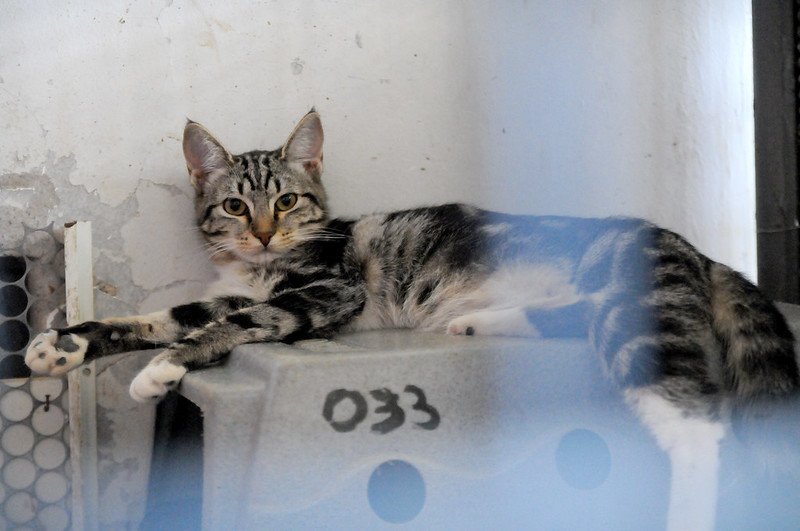 Striped cat lying in a box