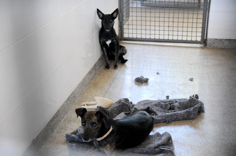 Cachorro preto deitado em banho no chão e outro cachorro atrás em frente a grade