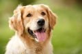 Cachorro da raça golden retriever com a língua pra fora em área externa, Ele tem a pelagem dourada e porte grande - Metrópoles