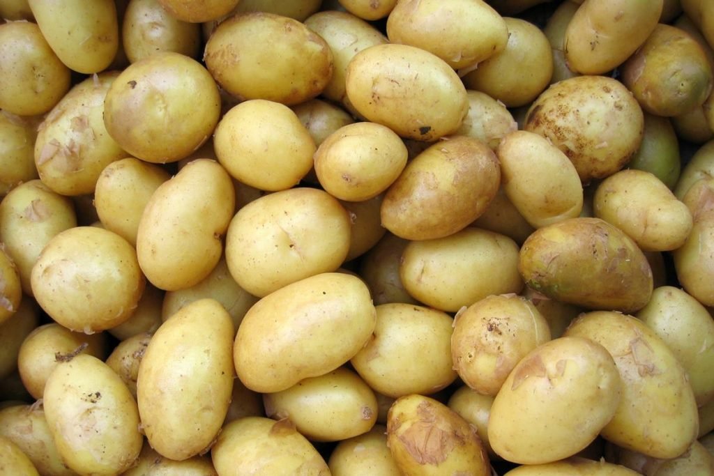 Várias batatas inteiras vistas de cima - Metrópoles