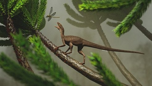 Maehary bonapartei: fóssil encontrado no Brasil