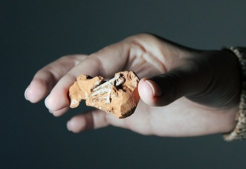 Fóssil encontrado no Brasil