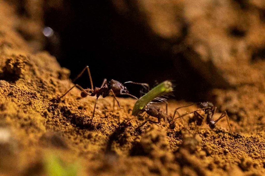 formiga com uma folha verde