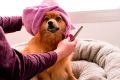 cachorro com toalha na cabeça