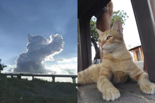 Nuvem no céu é comparada ao gato Januário, que morreu nesta semana