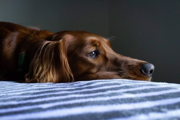 foto de cachorro marrom deitado triste