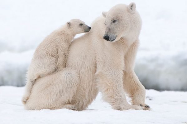 Dois ursos polares