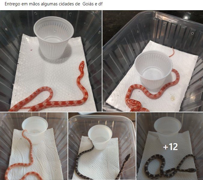 Anúncio no Facebook de pessoa vendendo cobras filhotes em Goiás e DF. As cinco fotos mostram pequenos répteis vermelho com branco e preto com branco em caixas de plástico com copinhos de água - Metrópoles