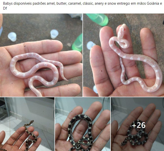 Anúncio no Facebook de pessoa vendendo cobras filhotes identificados como