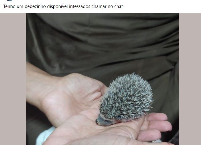 Anúncio no Facebook de pessoa vendendo filhote de porco-espinho. O animal parece dormir nas mãos de uma pessoa - Metrópoles