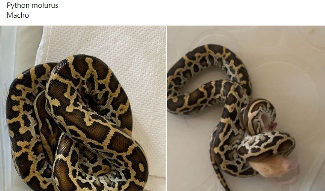 Anúncio no Facebook de pessoa vendendo macho adulto de cobra identificada como
