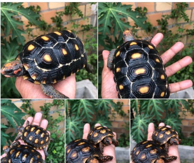 Anúncio no Facebook de pessoa vendendo tartarugas com casco preto e detalhes amarelos. Elas estão na mão de alguém, num jardim - Metrópoles