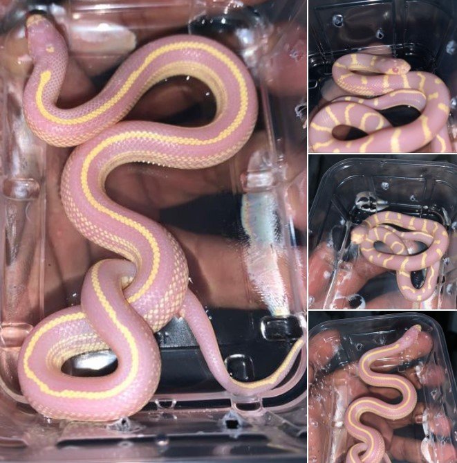 Anúncio no Facebook de pessoa vendendo cobra. As quatro fotos mostram animais rosa com listras amarelas em caixa de plástico segurada por mão - Metrópoles