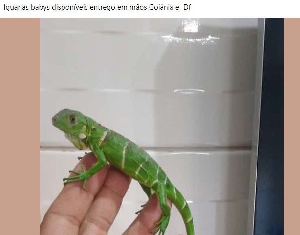 Anúncio no Facebook de pessoa vendendo filhote de iguana entregues em Goiânia e DF. O animal está na mão de alguém, de perfil, e tem pele verde - Metrópoles