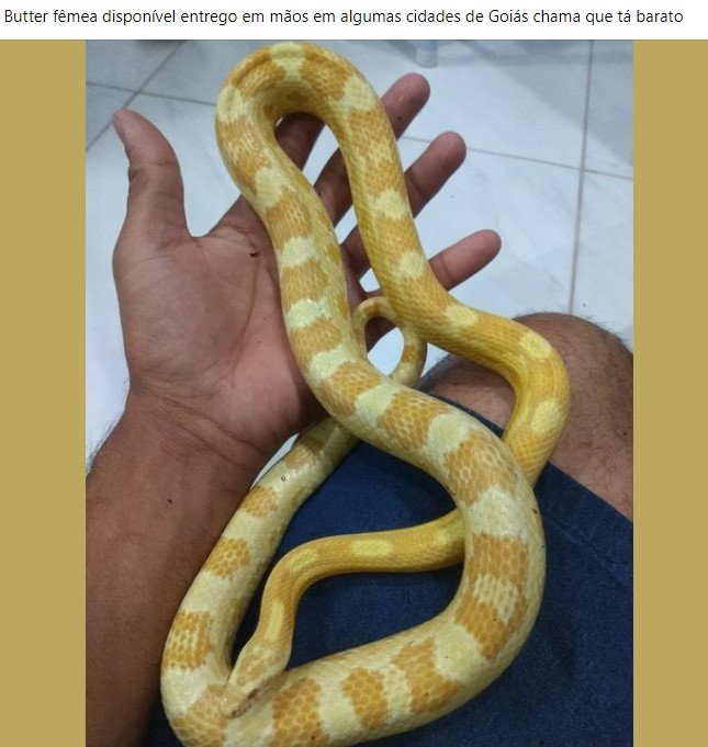 Anúncio no Facebook de pessoa vendendo cobra identificada como