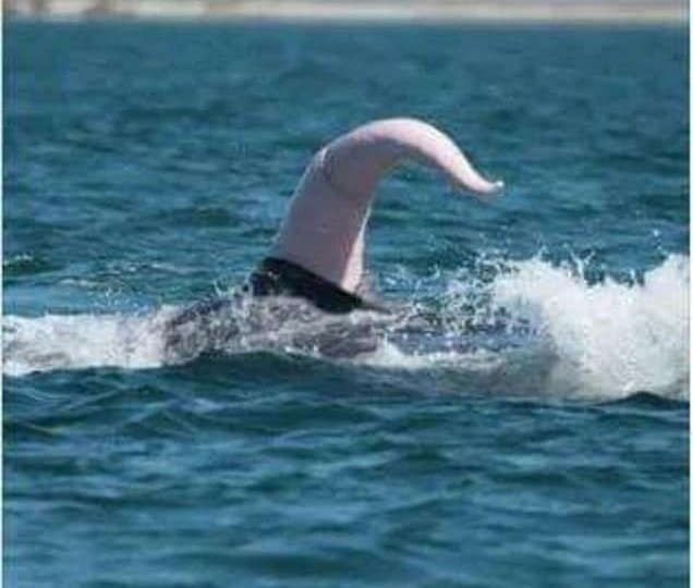 Pênis de baleia para fora da água em alto mar - Metrópoles