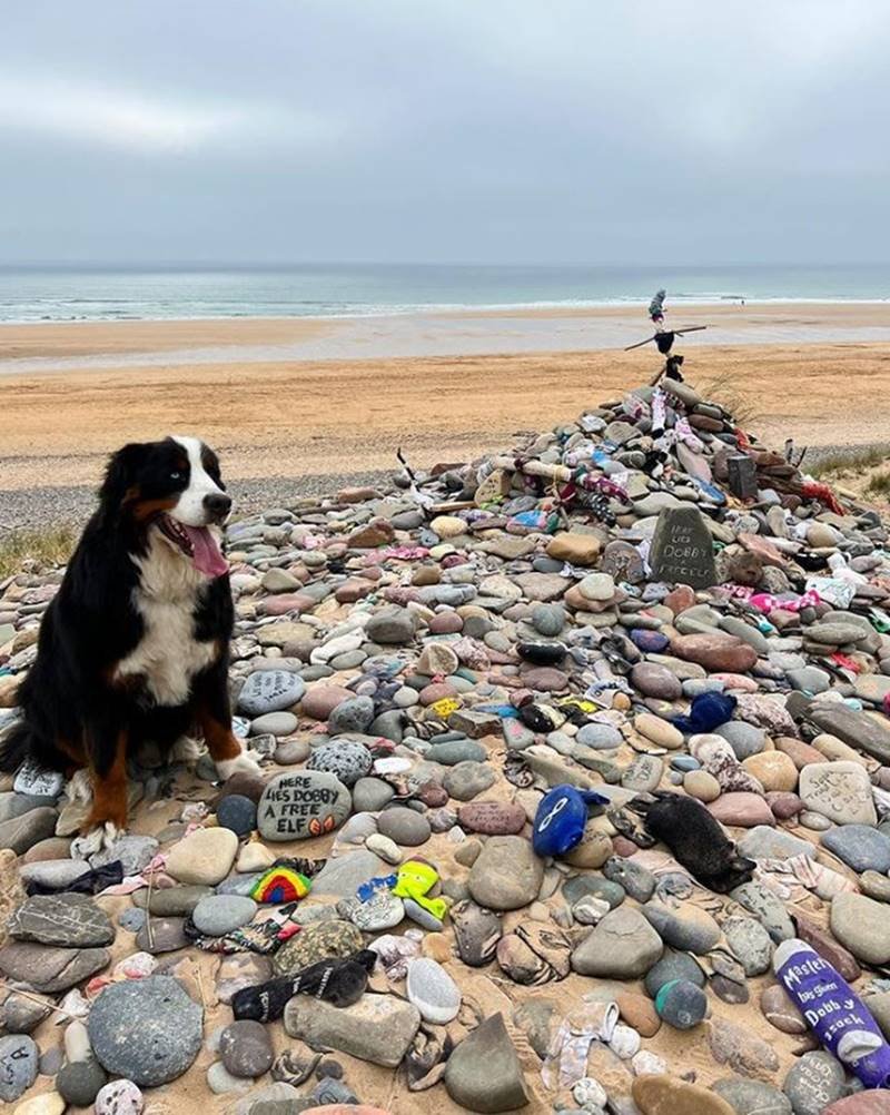 foto de monte de pedras na praia com cachorro sentado
