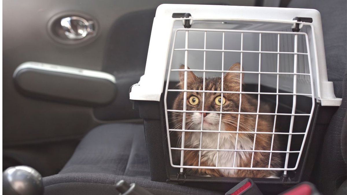 triple lanza para castigar 6 dicas infalíveis para transportar seu gato sem estresse | Metrópoles