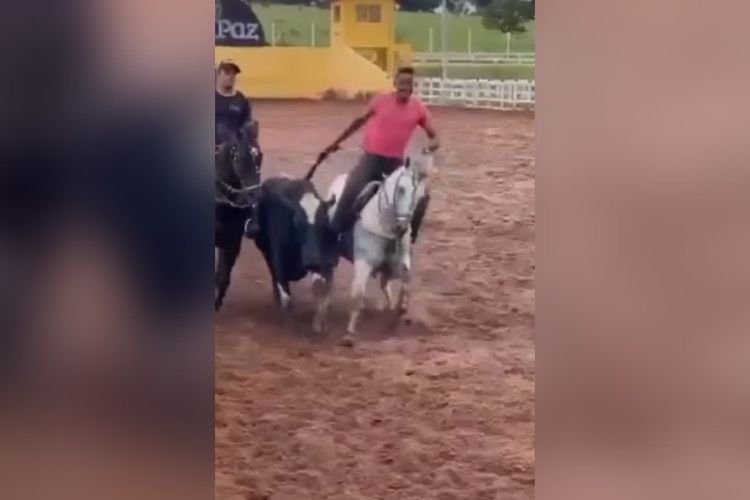 fiscalização animais vaquejada sao paulo (4)