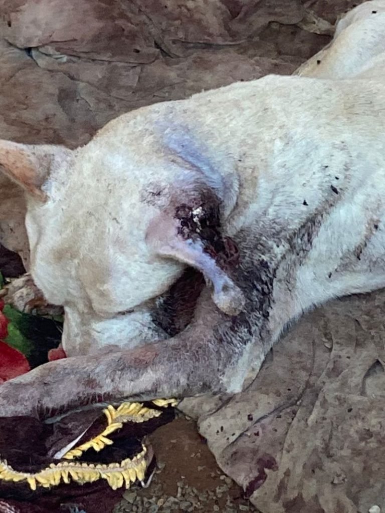 cachorro com larva na orelha