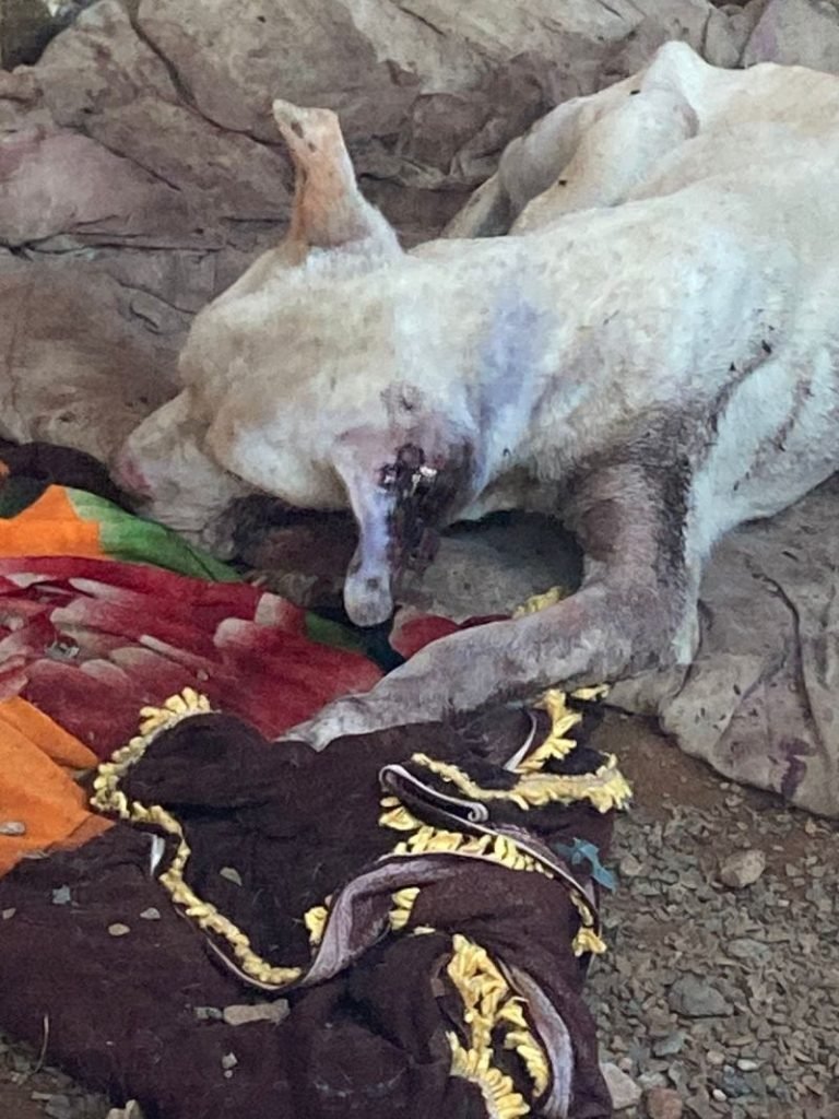 cachorro com larva na orelha