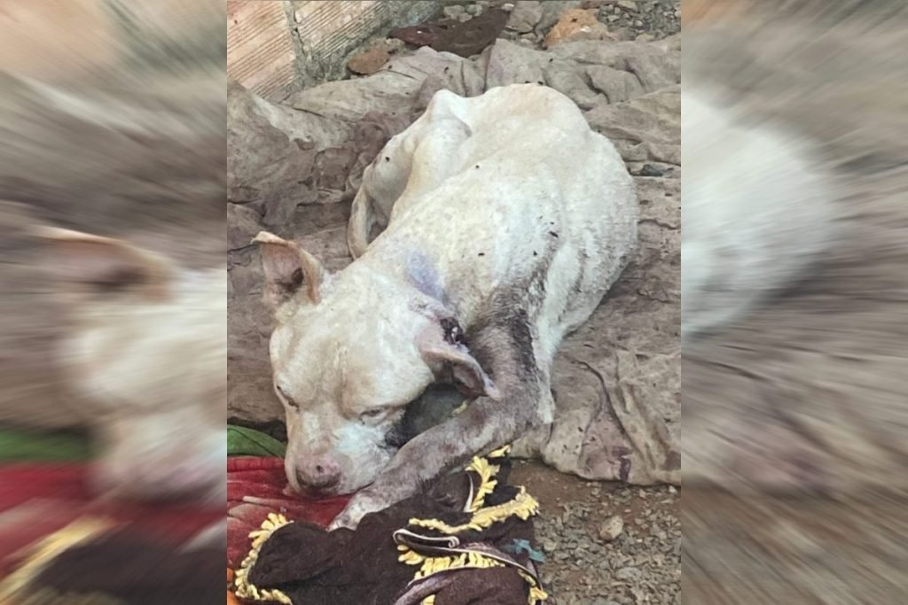 cachorro com larva na orelha