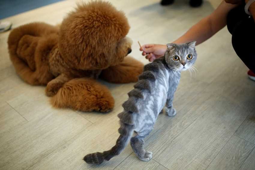 Gato com tosa em formato de dinossauro