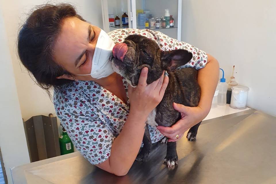 Veterinário consegue na Justiça decisão para evitar eutanásia de cachorro diagnosticado com leishmaniose no DF - Metrópoles
