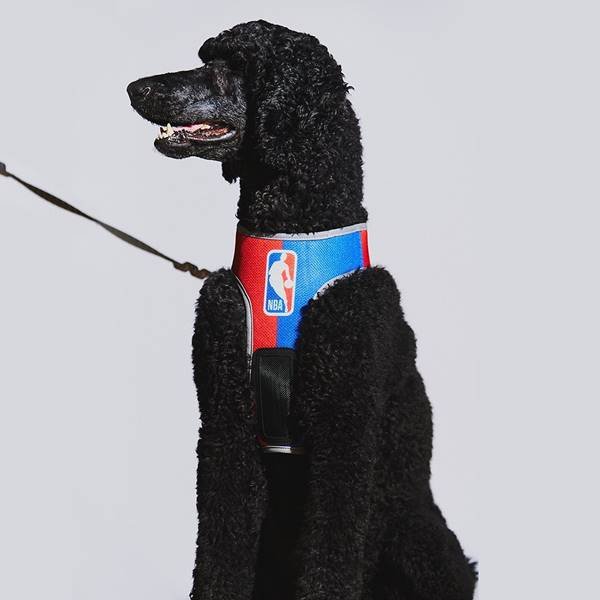 Cachorro preto com coleira da NBA