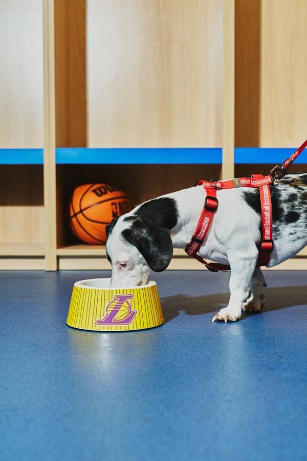 Cachorro branco com preto comendo no comedouro com coleira da NBA
