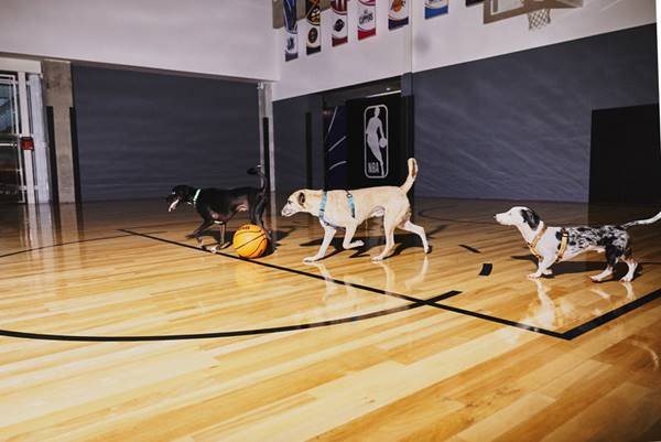 Cachorros preto e caramelo em quadra de basquete 