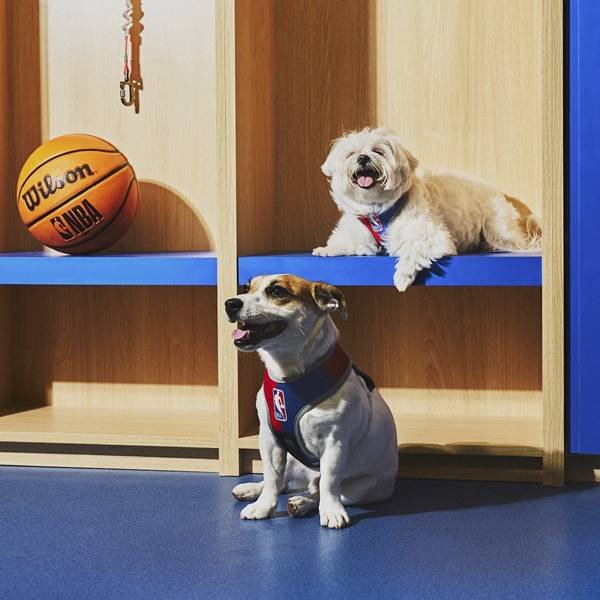 Dois cachorros, um branco de pelo baixo e um mais peludo, deitados no chão azul ao lado de uma bolsa Wilson de basquete
