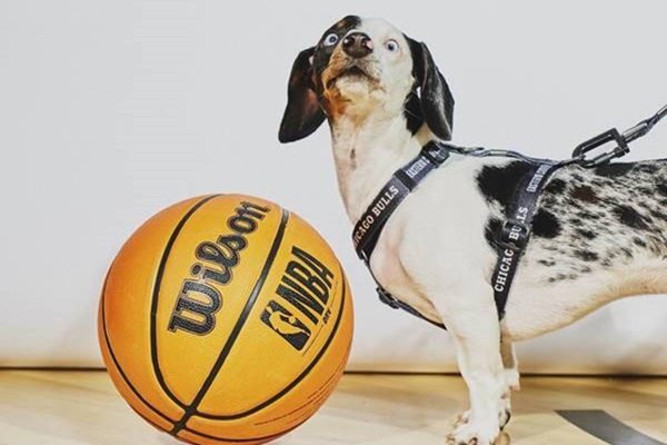 Cachorro branco com preto e olho azul olhando para cima ao lado de uma bola de basquete Wilson com o logo da NBA