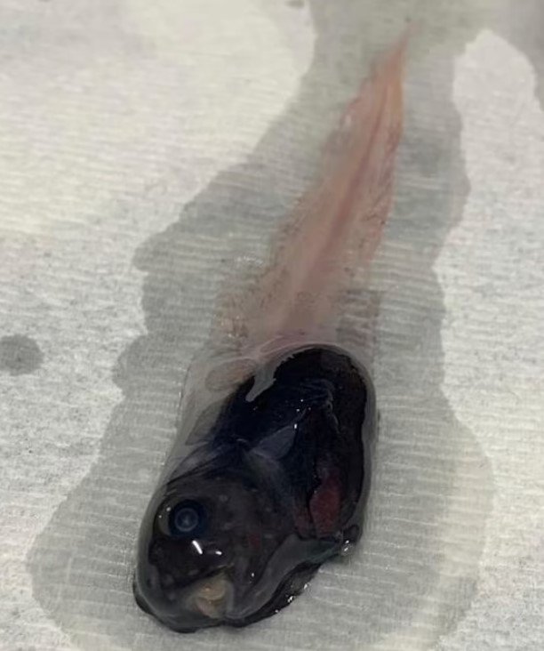 peixe caracol
