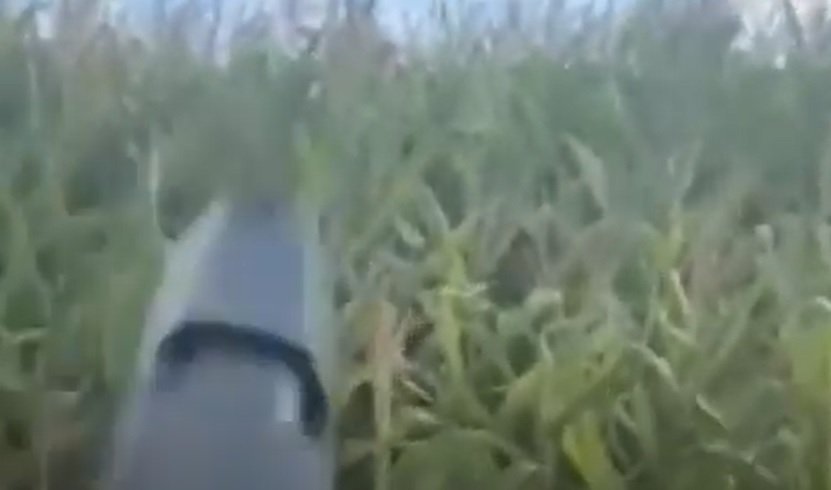Homem armado ameaça gerente de fazenda que humilhou caminhoneiro por tentar furtar espigas de milho em Goiás