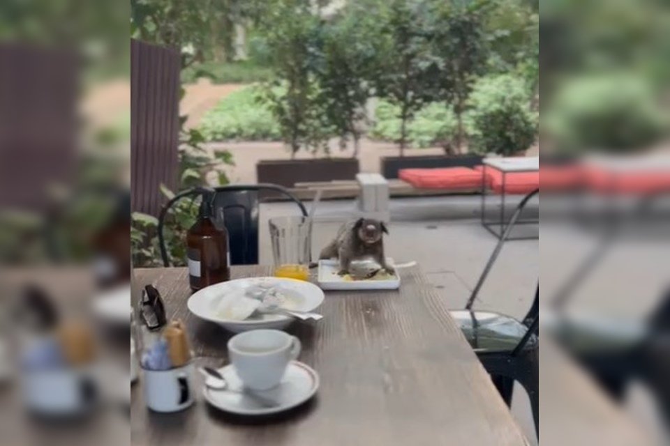 Mesa com pratos e xícara e macaco em cima de prato branco. Árvores ao fundo