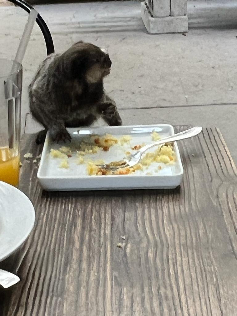 Macaco em cima de mesa de madeira e prato branco com farelos de bolo