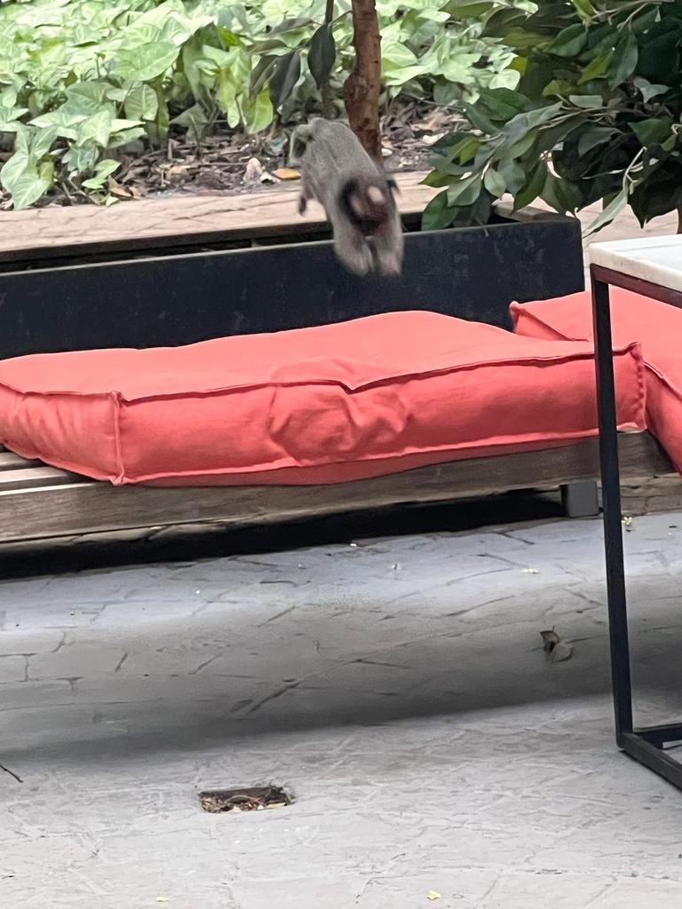 Macaco pulando em almofada vermelha