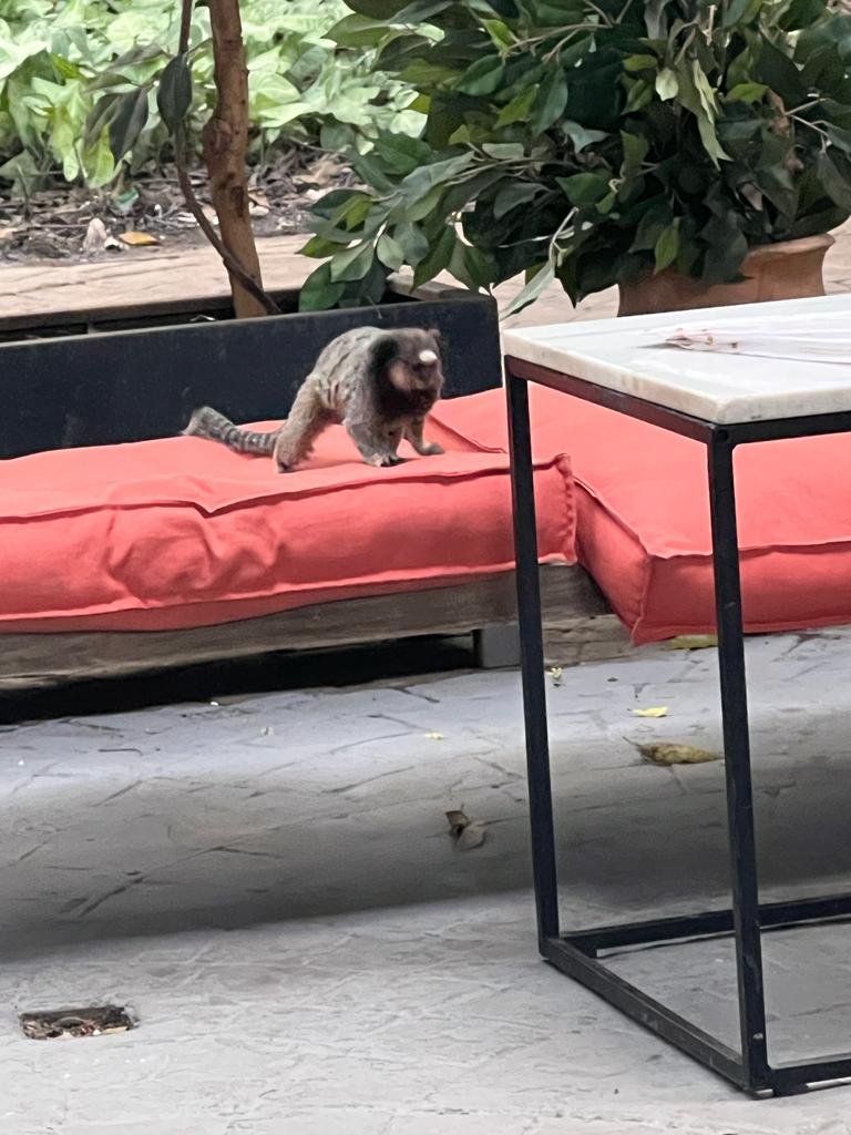 Macaco em cima de almofada vermelha