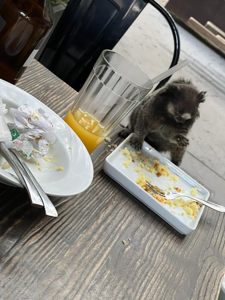 Macaco em cima de mesa de madeira e prato branco com farelos de bolo e copo com suco amarelo ao lado