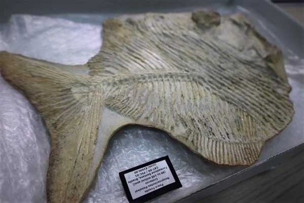 foto de um fóssil de peixe