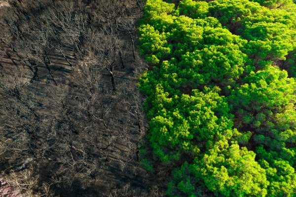 Metade de uma floresta queimada e a outra metade com vida - Metrópoles
