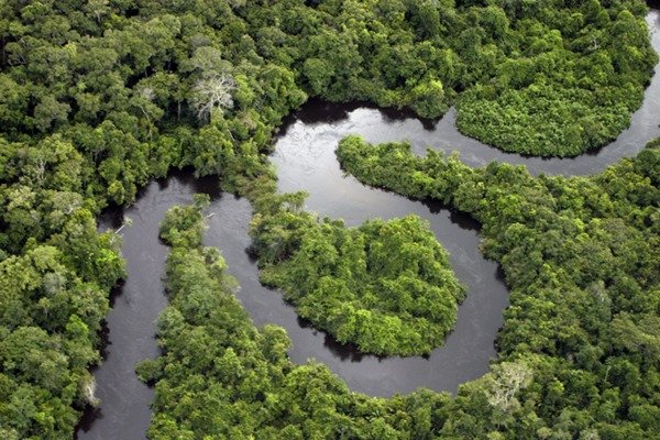 Fotografia de cima de uma parte da floresta Amazônica - Metrópoles