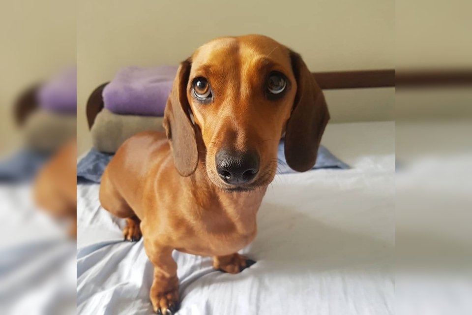 Cachorro salsicha marrom em cama